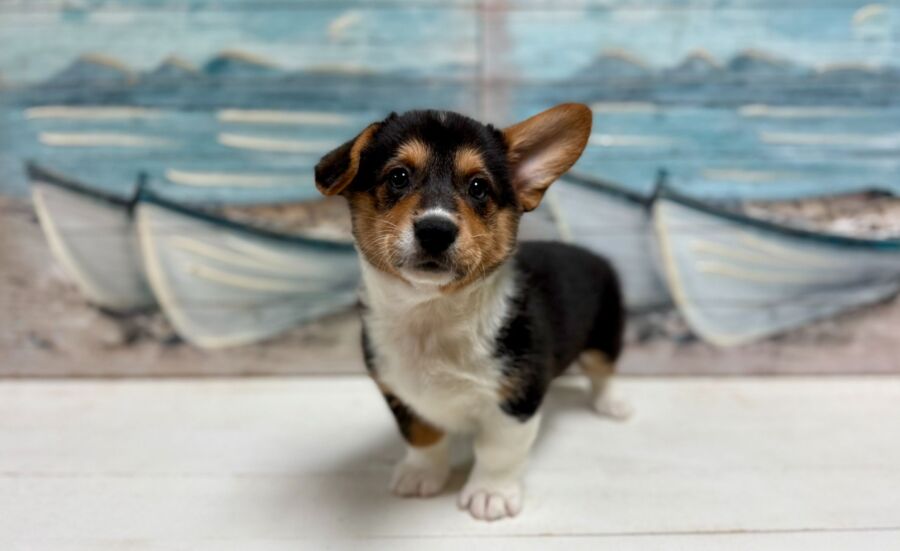 Corgi puppy for sale near tampa.