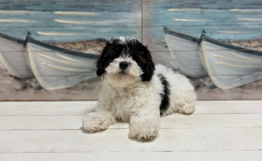 coton de tulear puppy for sale near tampa