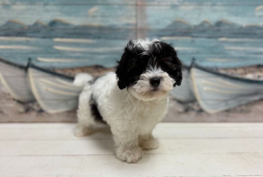 coton de tulear puppy for sale near tampa