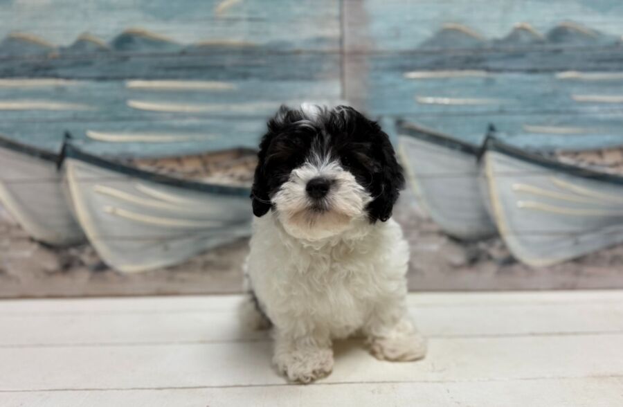 coton de tulear puppy for sale near tampa
