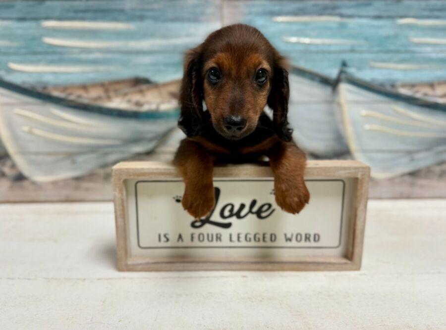 Min Dachshund puppy for sale near Tampa.