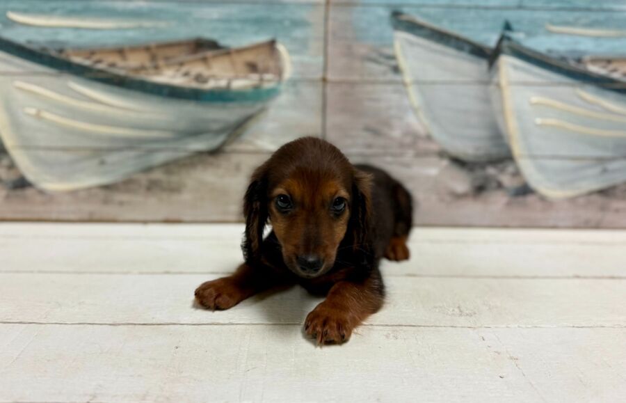 Min Dachshund puppy for sale near Tampa.