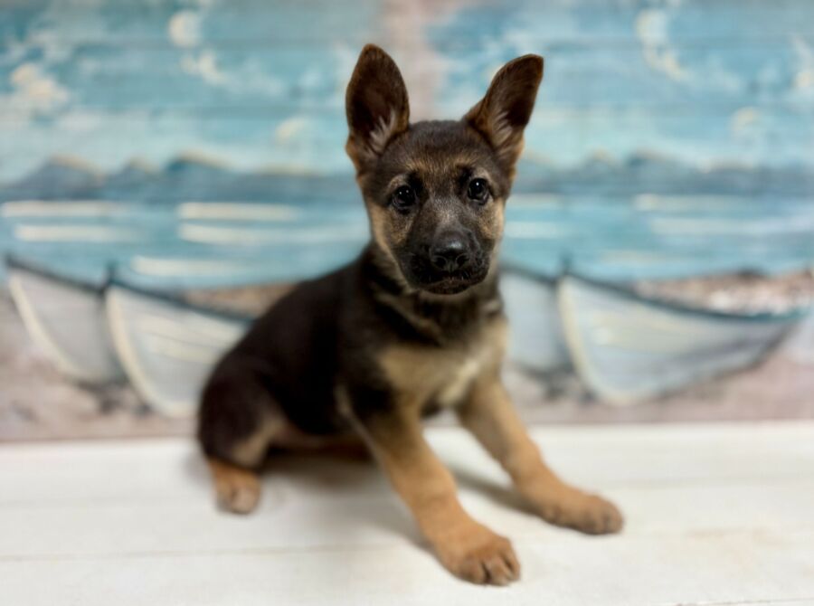 German shepherd puppy for sale near Tampa.
