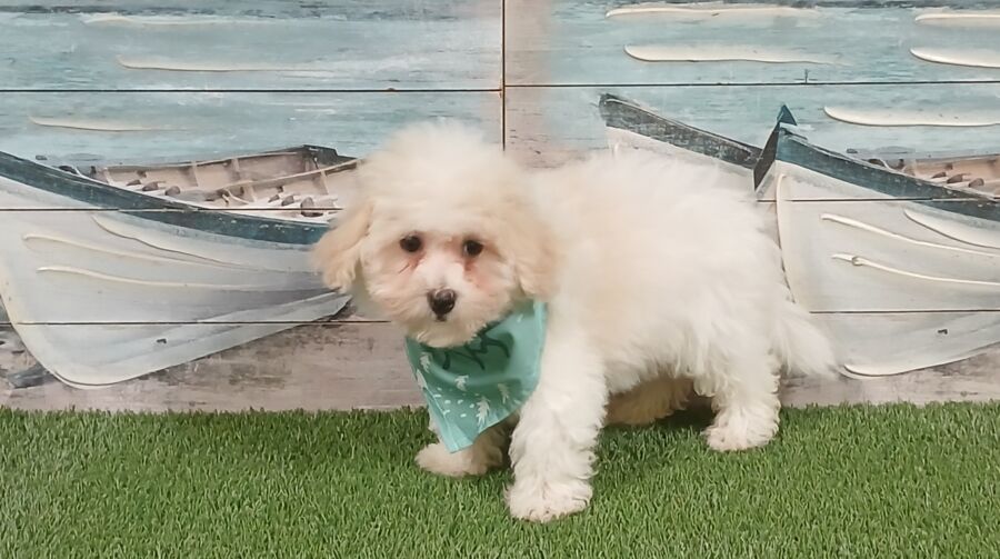 Cooper - Image 3