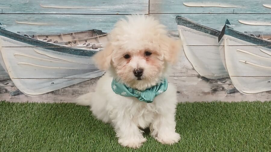 Cooper - Image 2