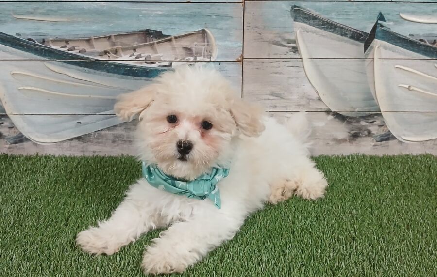 Havapoo puppies for sale near Tampa.