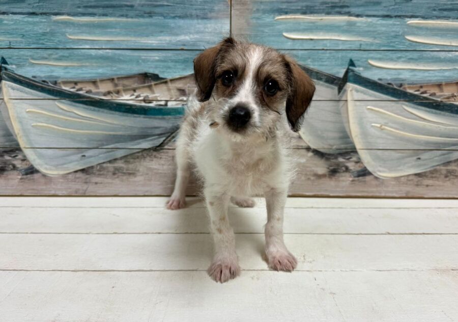 jack russell dachshund designer breed puppy for sale near Tampa.