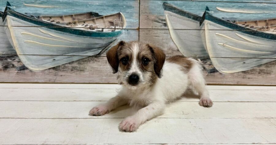 jack russell dachshund designer breed puppy for sale near Tampa.