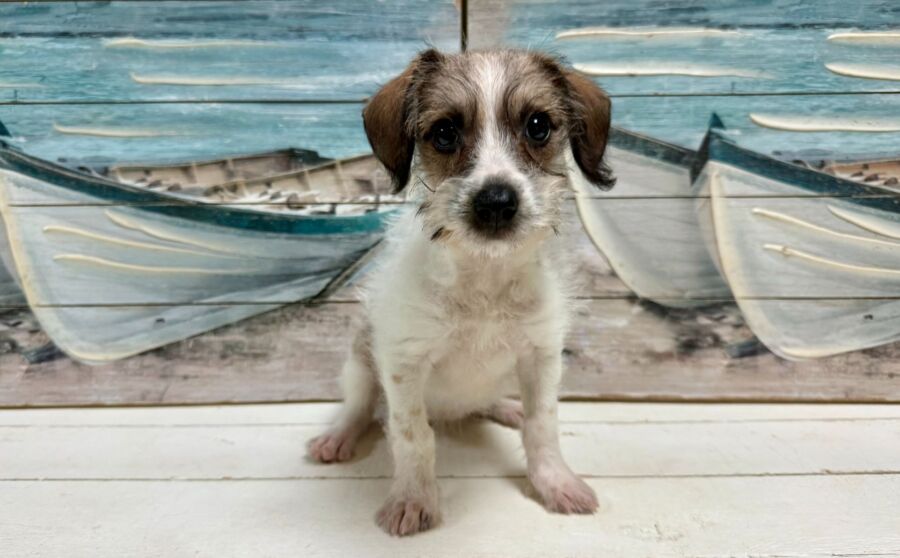 jack russell dachshund designer breed puppy for sale near Tampa.