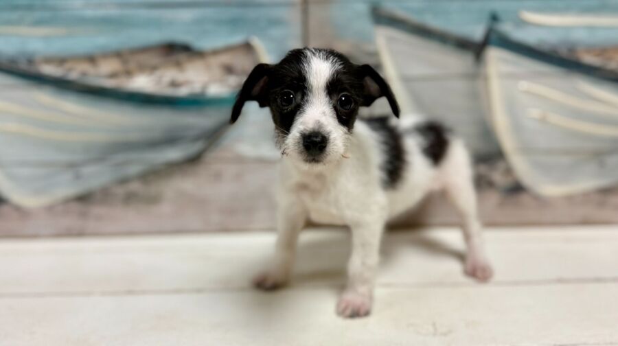 Jack russell dachshund designer breed puppy for sale near Tampa.