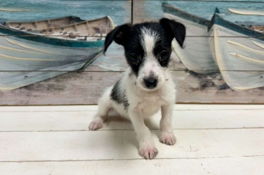 Jack russell dachshund designer breed puppy for sale near Tampa.