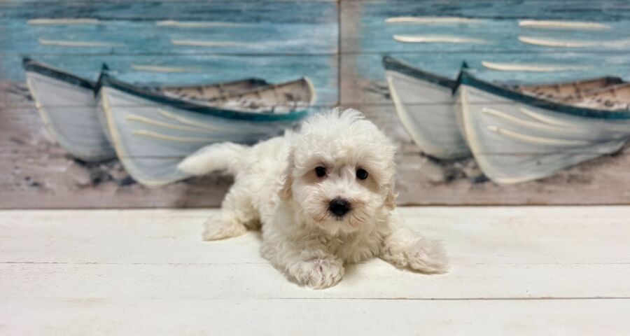 maltichon puppy for sale near tampa