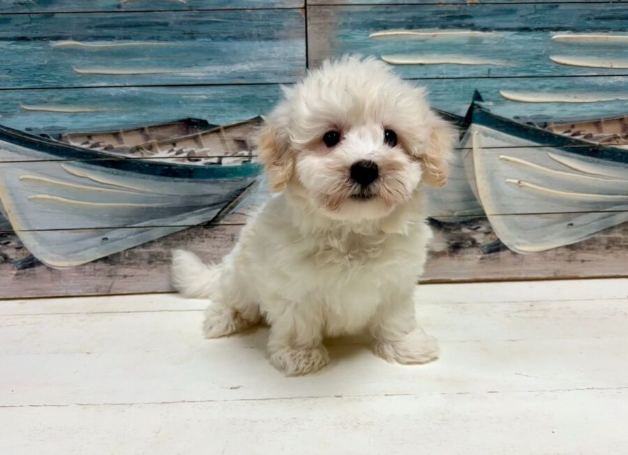 maltichon puppy for sale near tampa