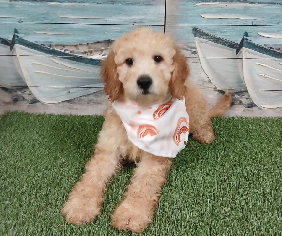 Mini Goldendoodle puppies for sale near Tampa.