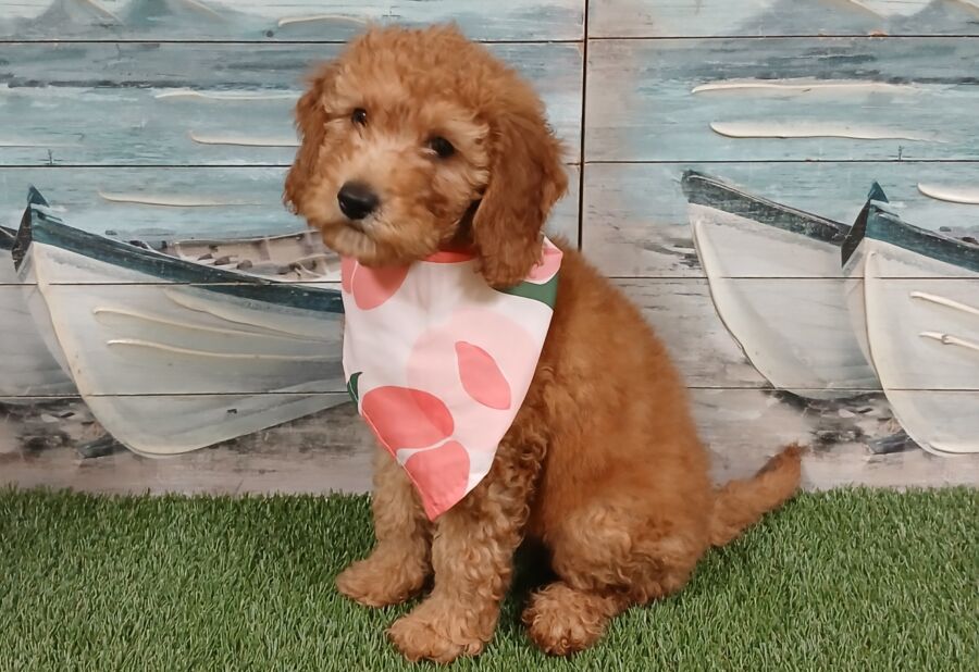 Mini Goldendoodle puppies for sale near Tampa.