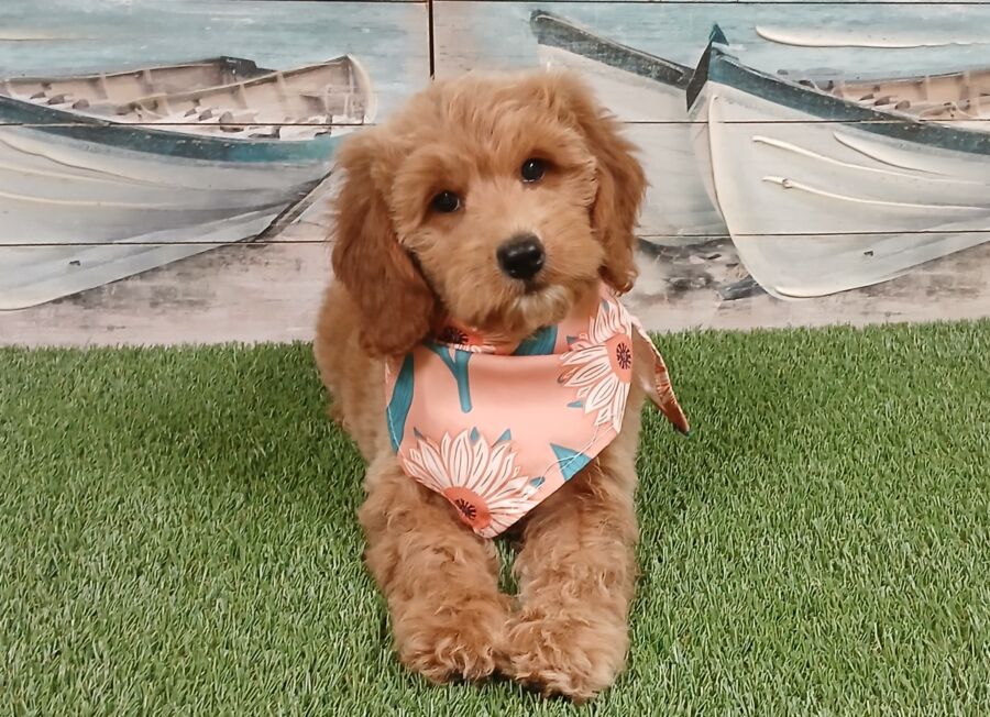 Mini Goldendoodle puppies for sale near Tampa.