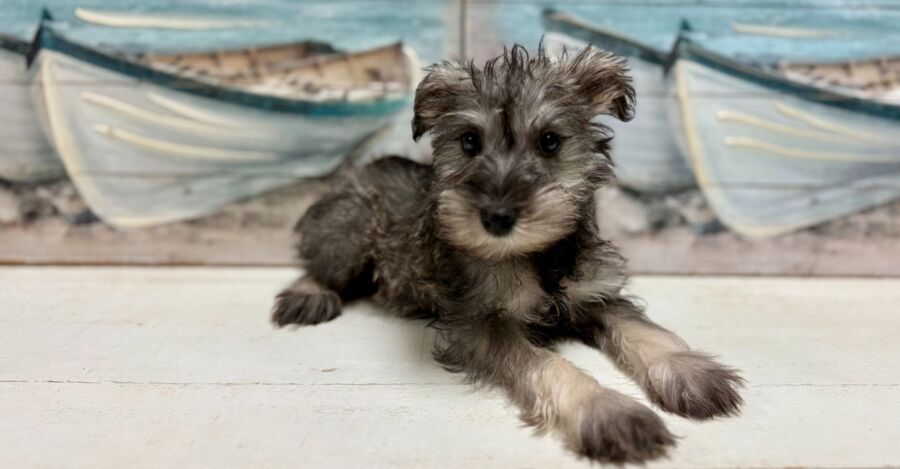 Mini Schnauzer puppy for sale near tampa