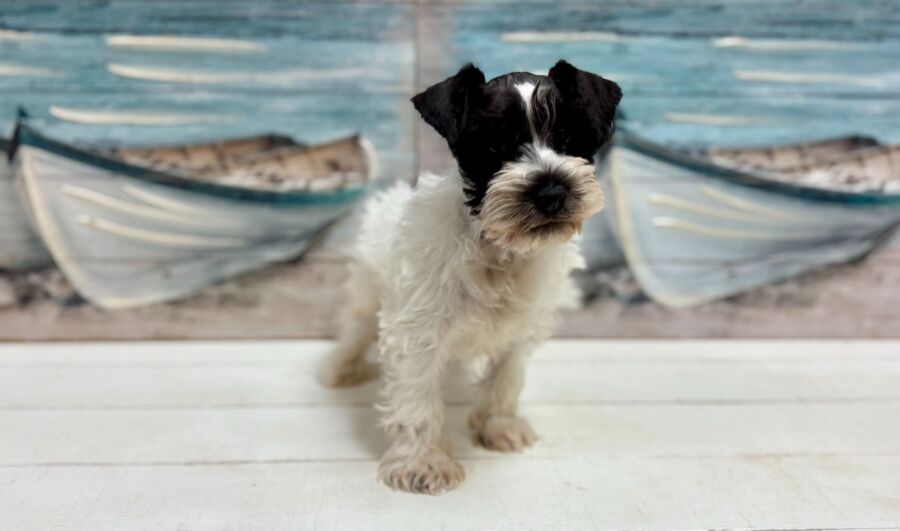 Mini Schnauzer puppy for sale near Tampa.