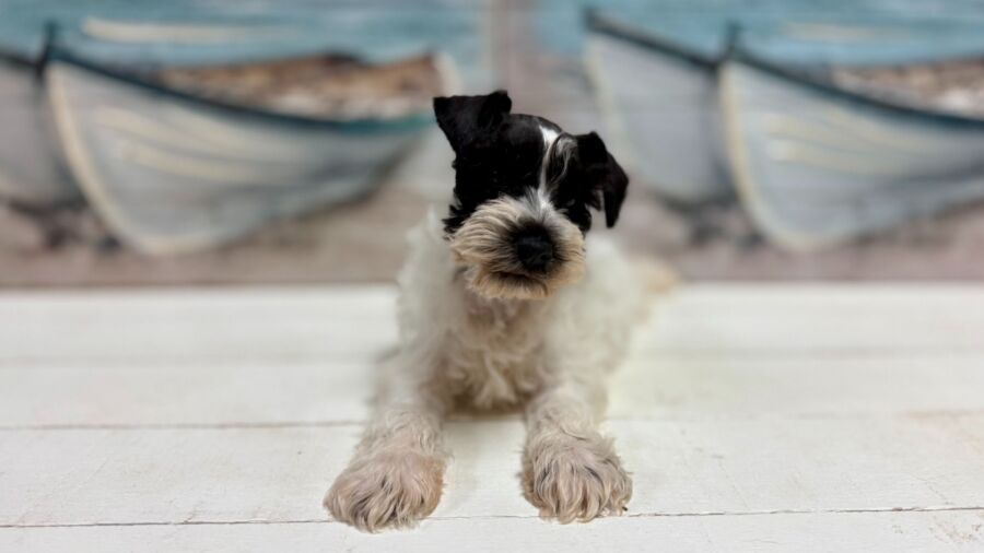 Mini Schnauzer puppy for sale near Tampa.