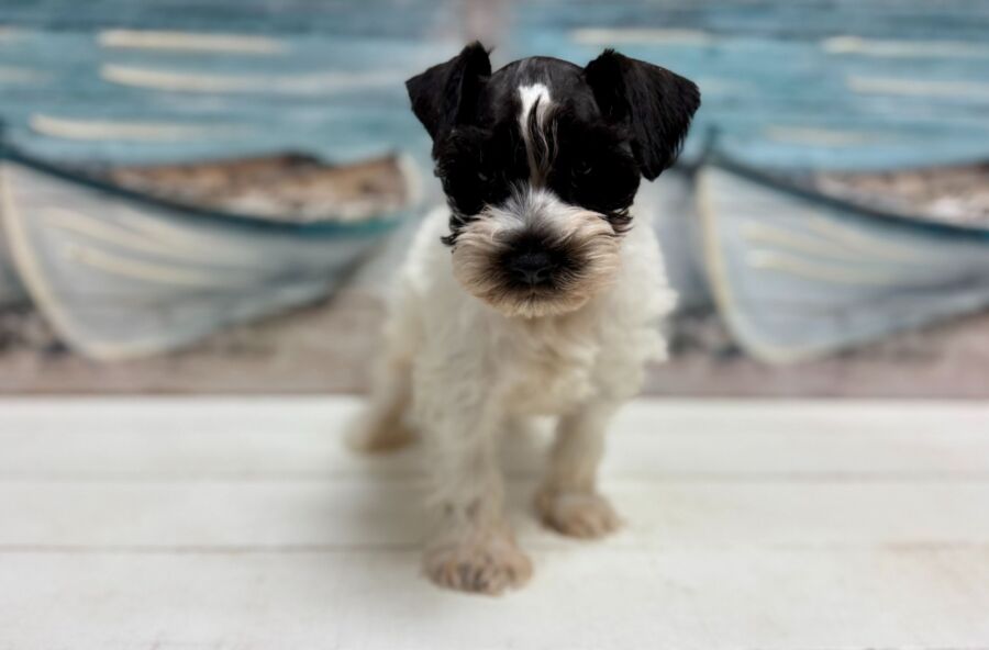Mini Schnauzer puppy for sale near Tampa.