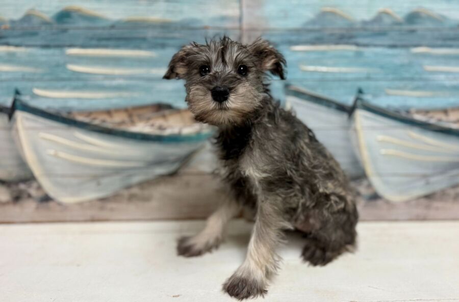 Mini Schnauzer puppy for sale near tampa