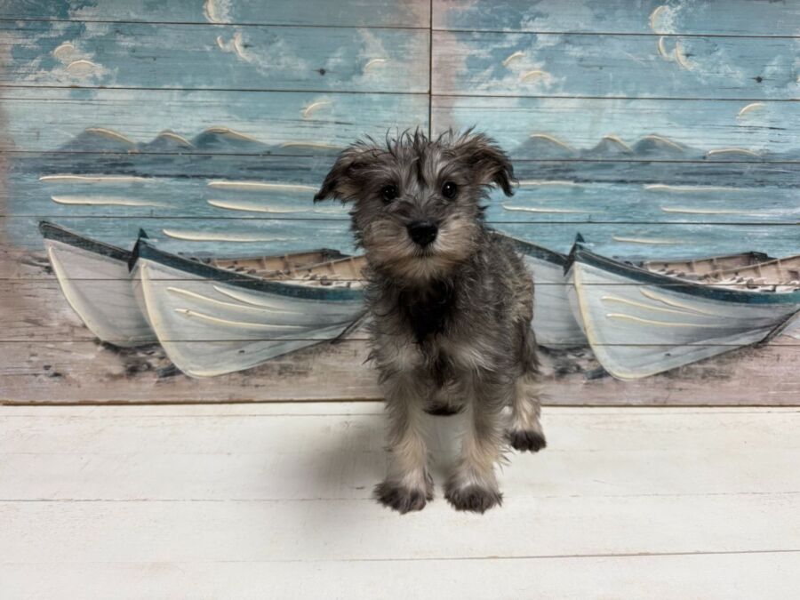Mini Schnauzer puppy for sale near tampa