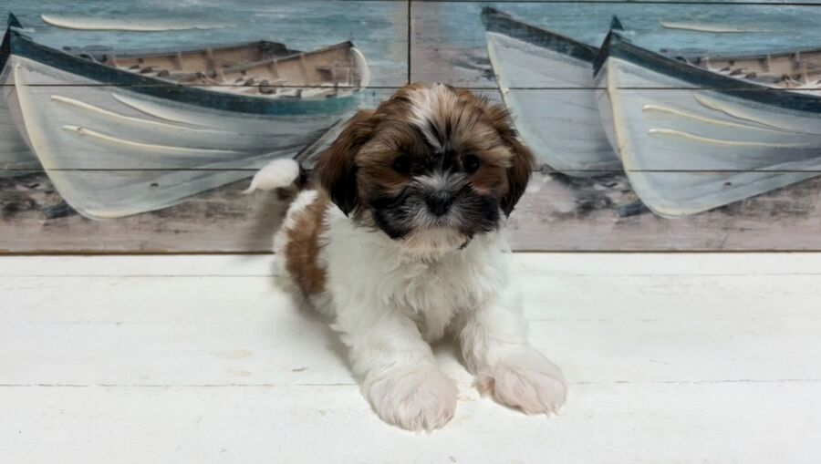 Shih Tzu puppy for sale near Tampa