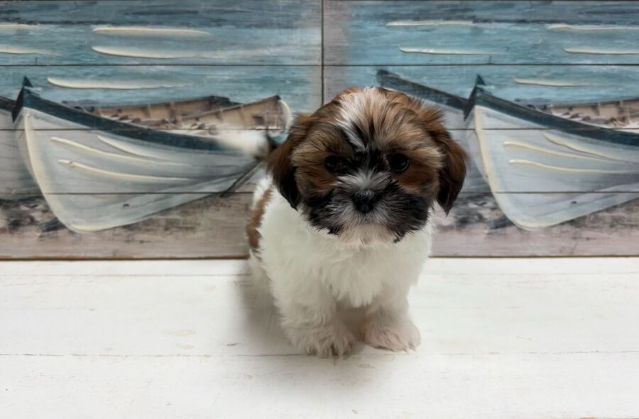 Shih Tzu puppy for sale near Tampa