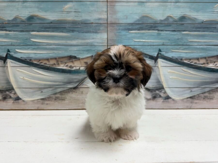 Shih Tzu puppy for sale near Tampa