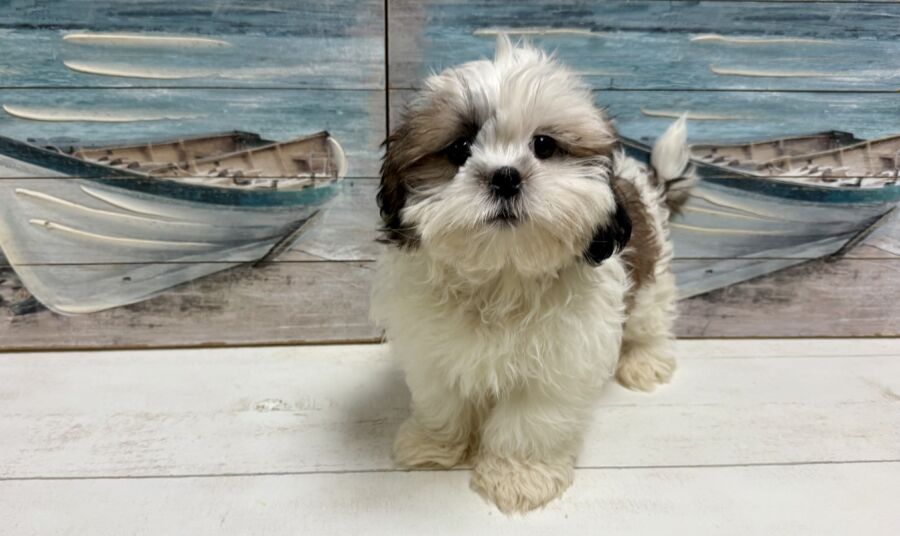 Louie - Image 2