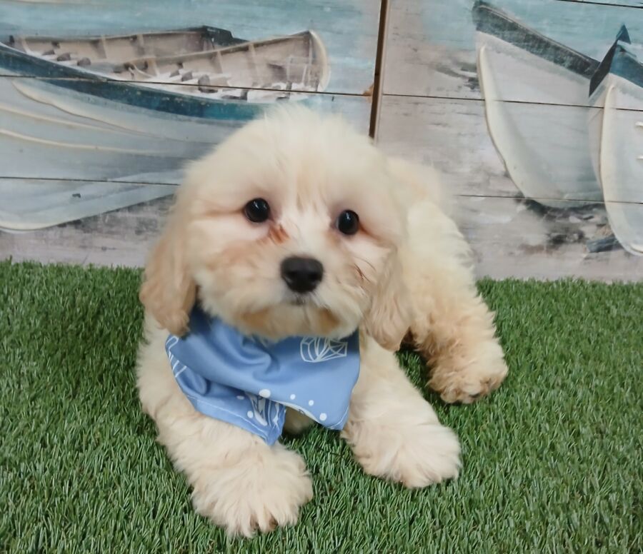 Teddy Bear puppies for sale near Tampa.